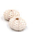 pale pink knobby sea urchin